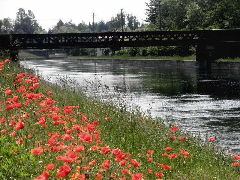 ''Il Ticino a Nosate'' - Nosate