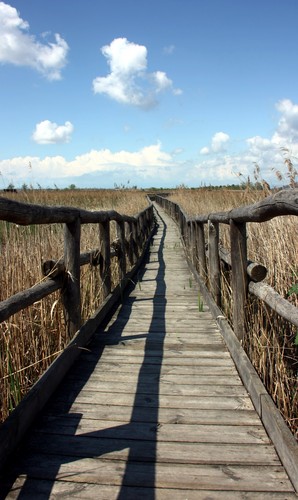 72252-476x800 72252-476x800