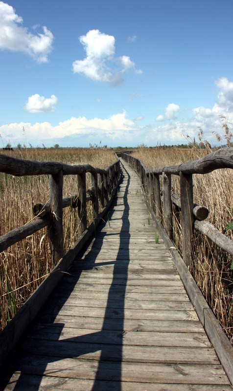 ''Walk Again'' - Massarosa