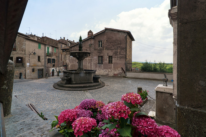 ''Ortensie un tocco di colore'' - Latera