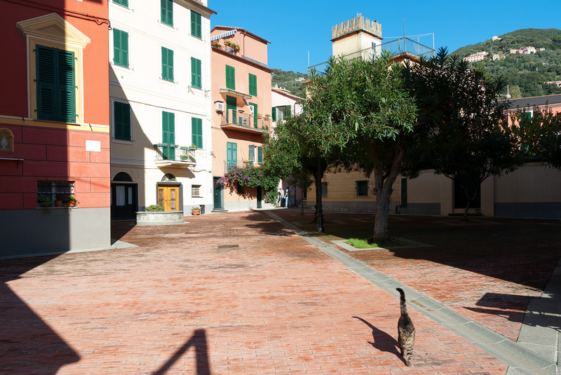 ''Un brivido felino mi attraversa'' - Bonassola