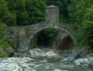 Nel verde del bosco