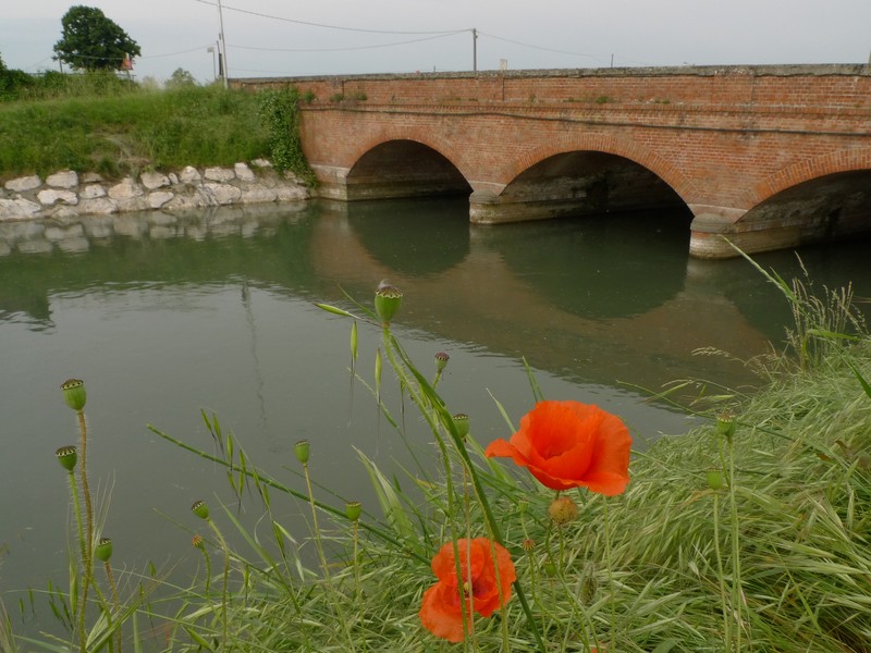 ''Papaveri'' - Spino d'Adda