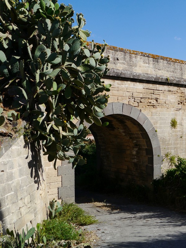 ''Ficodindia'' - Scordia