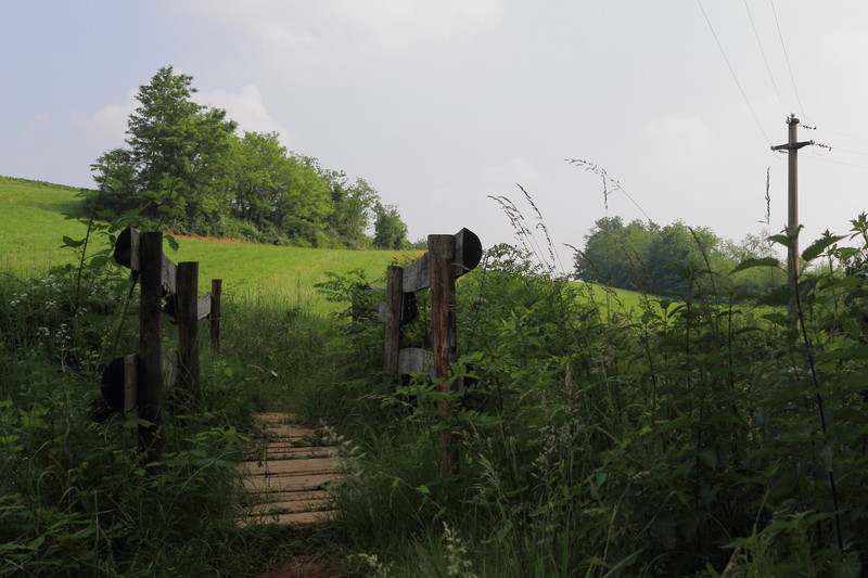 ''Ponte tra la selva'' - Lomagna