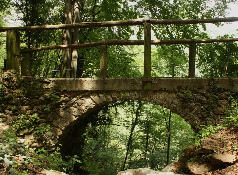 ''Sperduto nel bosco'' - Erve