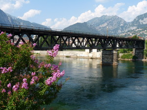 Fiori d’agosto