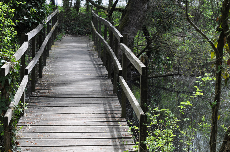 ''Nella foresta allagata'' - Ravenna