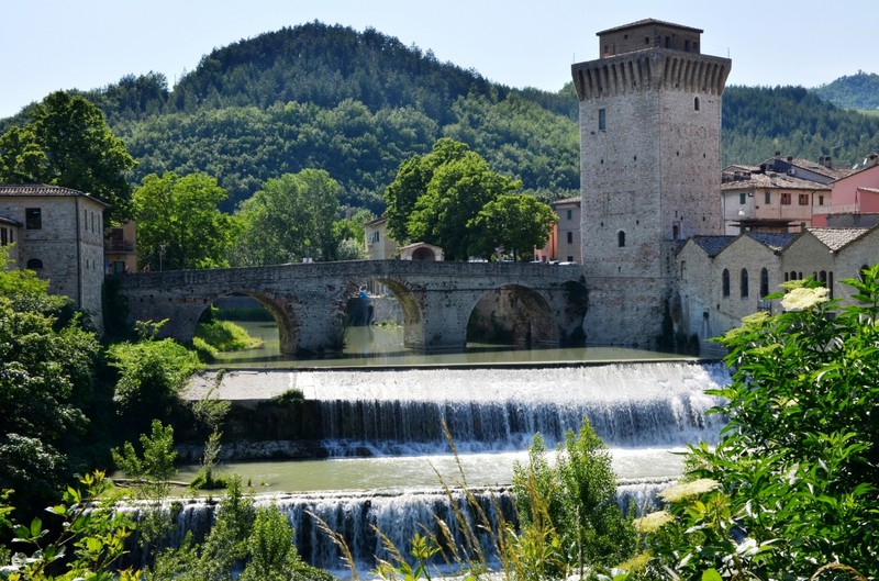 ''“Fiori di Sambuco”'' - Fermignano