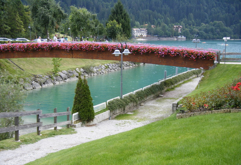 ''Fioritura estiva'' - Molveno