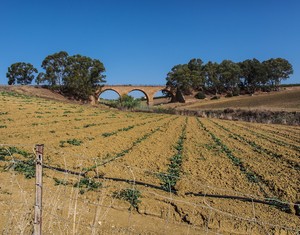 Ponte sul carciofo spinoso di Menfi