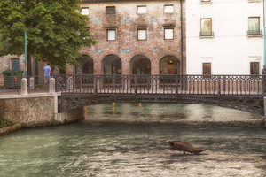 Come un pesce fuor d’acqua