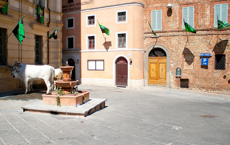 ''Tori in piazza'' - Città della Pieve