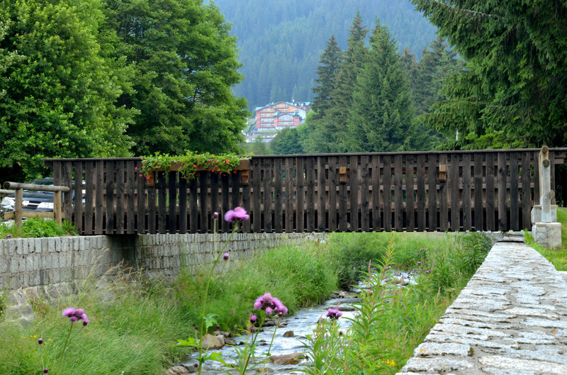 ''Tra i cardi'' - Pinzolo