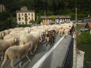 pecore sul ponte