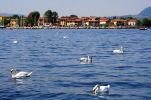 Cigni in riva al lago
