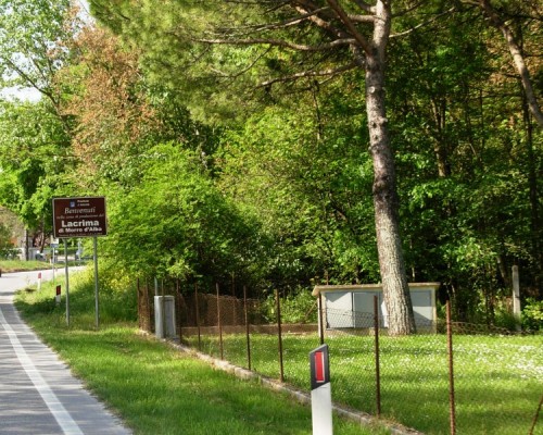 Morro d'Alba - Sentore di mora....rosso rubino.... Morro d'Alba - Sentore di mora....rosso rubino....