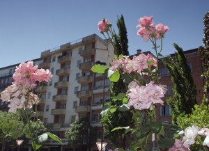 Ti regalerò una rosa