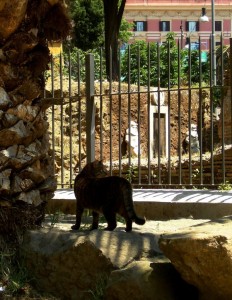 Aridaje ’sto gabbiano….. Allora vuoi che me te magno!!