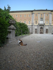 Presenze feline vicino al duomo