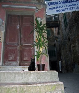 o-o-o-occhi di gatto