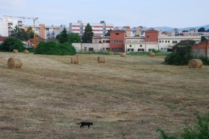 Gatto di periferia