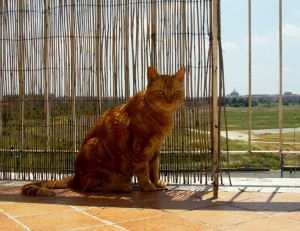 Un po’ al riparo di queste vecchie cannucce…..