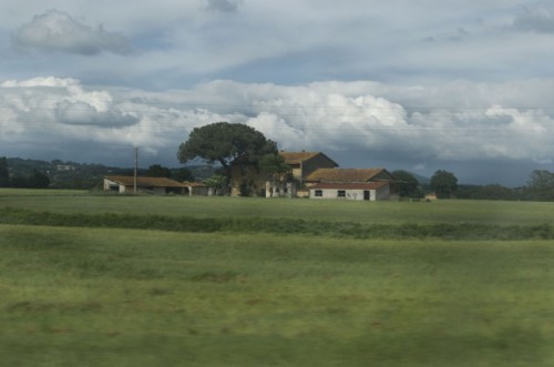 Roma - Tra cavi ed alberi Roma - Tra cavi ed alberi