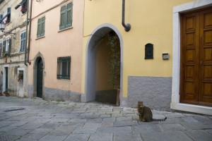 Ma non passa nessuno a farmi le coccole?