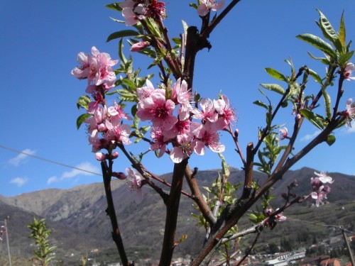 Pomaretto - Fiori rosa fiori di pesco ... vigna a Pomaretto, Val Germanasca