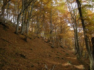 Vieni c’è una strada nel bosco … bosco di faggio di Palanfrè (Val Vermenagna)
