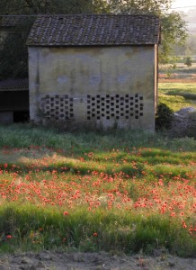 Persa fra i Papaverus