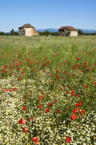 Bosco Marengo - Ruderi e campo di fiori primaverili Bosco Marengo - Ruderi e campo di fiori primaverili