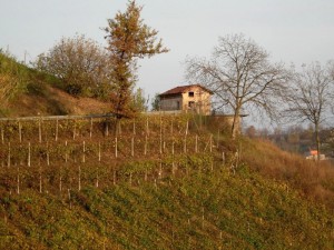 casetta in mezzo alle vigne, frazione San Marzanotto (Asti)