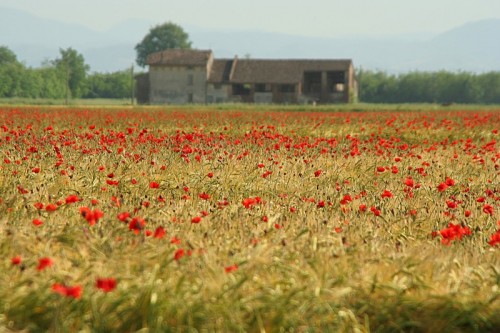 San Pietro in Cerro - tra i papaveri San Pietro in Cerro - tra i papaveri