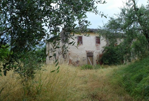 Bagno a Ripoli - Anche gli ulivi sono abbandonati !