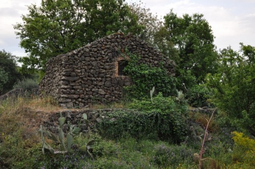 Belpasso - Unico Abitante Rimasto...l' Albero!!! Belpasso - Unico Abitante Rimasto...l' Albero!!!