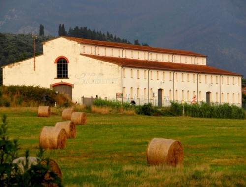 San Giuliano Terme - Fra le balle di fieno San Giuliano Terme - Fra le balle di fieno