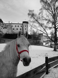 Un Cavallo a Castel Prösels