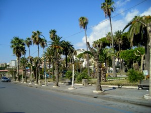 Palmeto di Viale Marconi