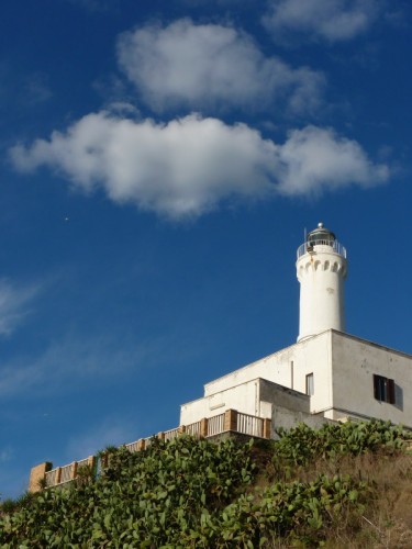 Anzio - Collina dei fichi d'india Anzio - Collina dei fichi d'india