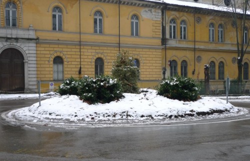 Piacenza - Cespugli quasi natalizi