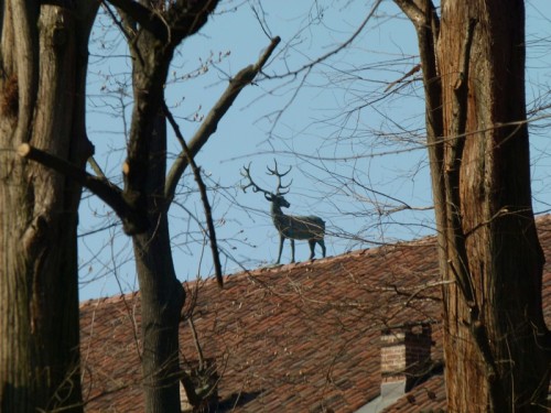 Nichelino - Il cervo sul tetto che scotta