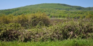 Il lato nord del boscoso Monte Spigno è al di là dei rovi!!