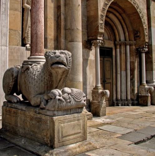 Fidenza - Panthera Leo Fidenza - Panthera Leo