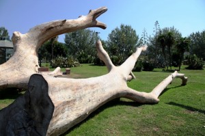 gli scheletri nel Parco del Mercatello