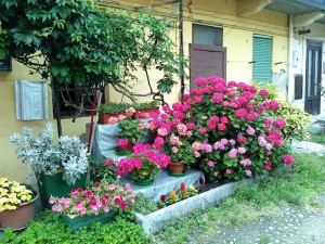 Il piccolo giardino di casa mia.