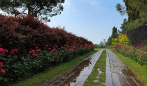 Un mattino sul viale delle rose