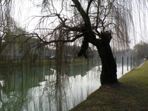 Dolo - il salice Dolo - il salice