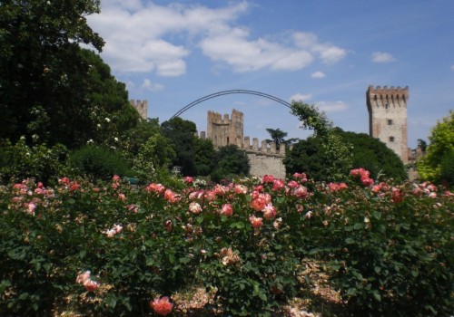 Este - Rose rosa tra le torri. Este - Rose rosa tra le torri.